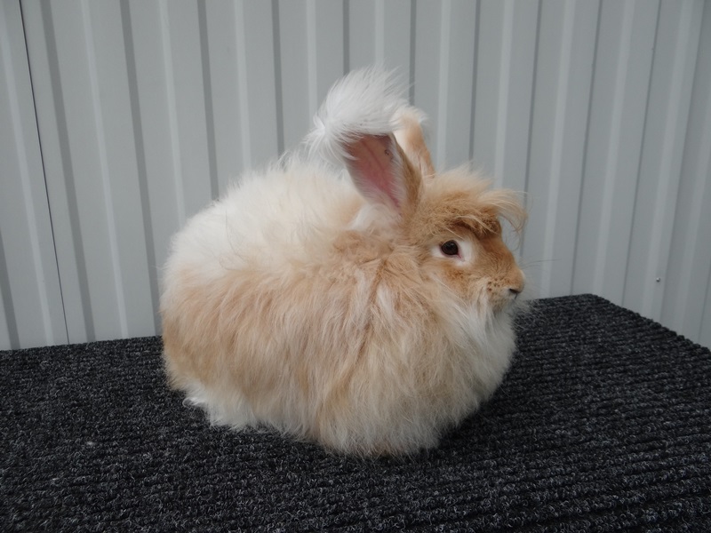 Ангорский кролик — что это за порода, сколько живет
