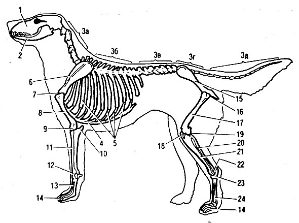 Ребра можно собаке. Кости собаки анатомия. Скелет собаки анатомия. Скелет туловища собаки. Строение скелета собаки анатомия.