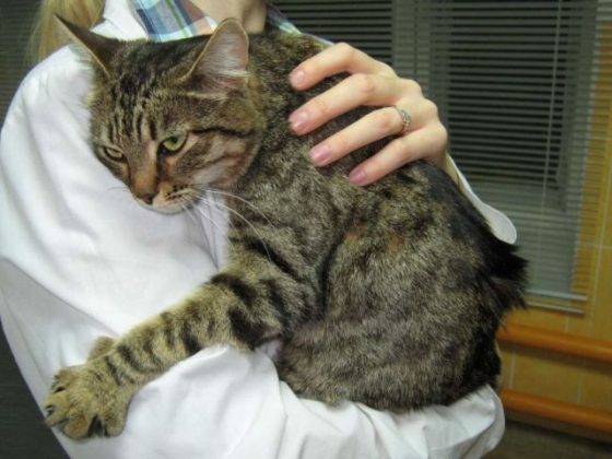 Сальмонеллез у кошек: симптомы и лечение