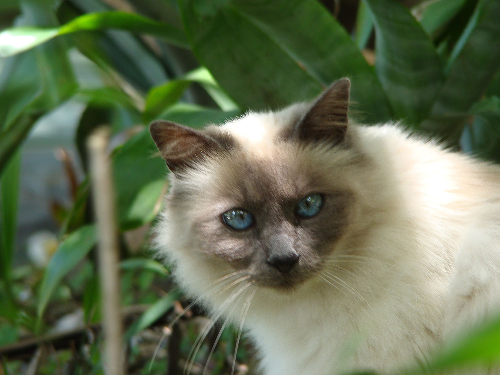 Балинезийская кошка: описание, уход и разведение