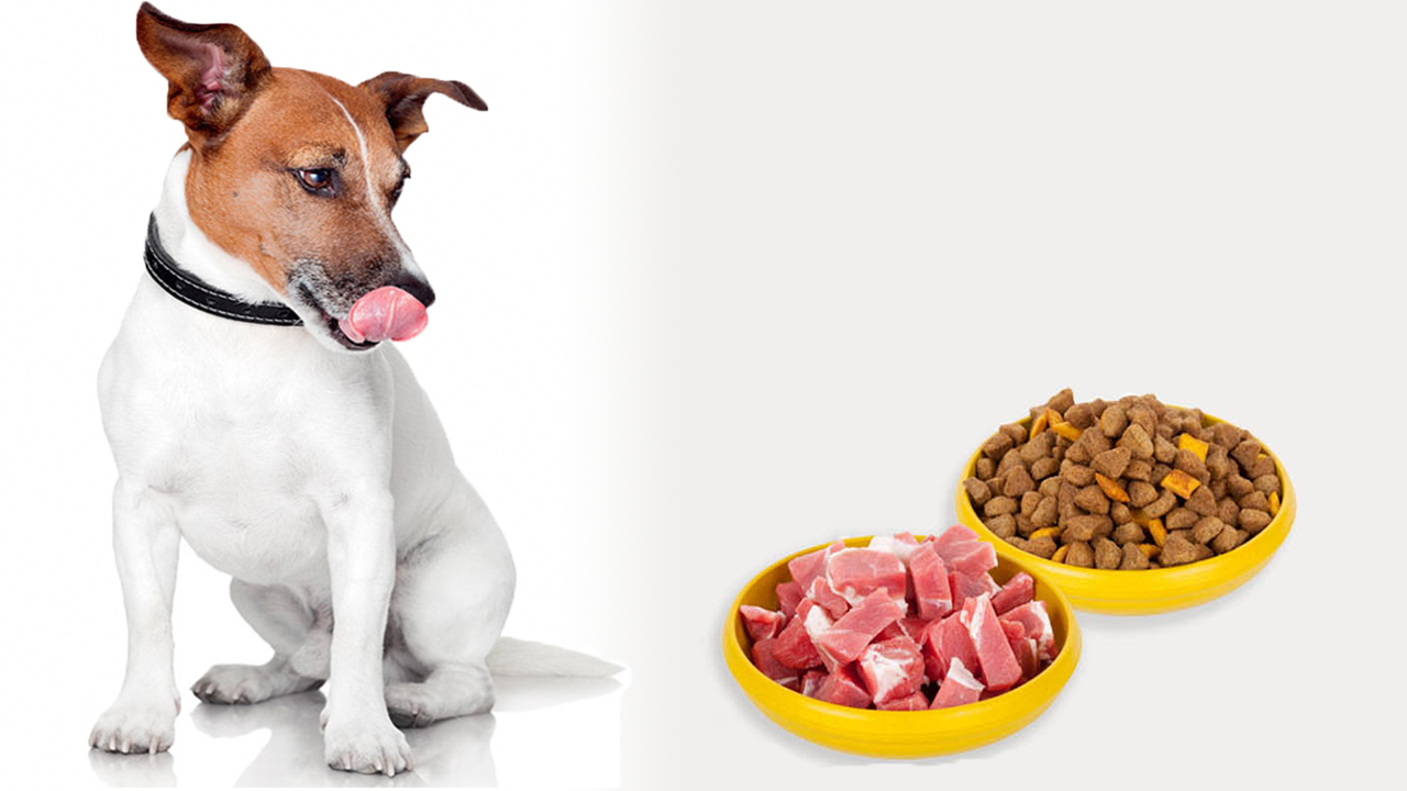 Можно ли кормить собаку сухим и натуральным кормом одновременно