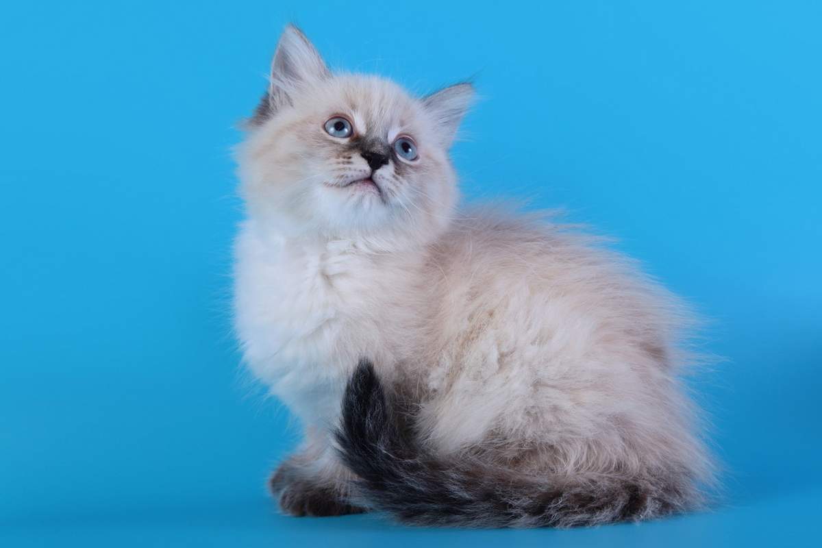 Невская маскарадная кошка