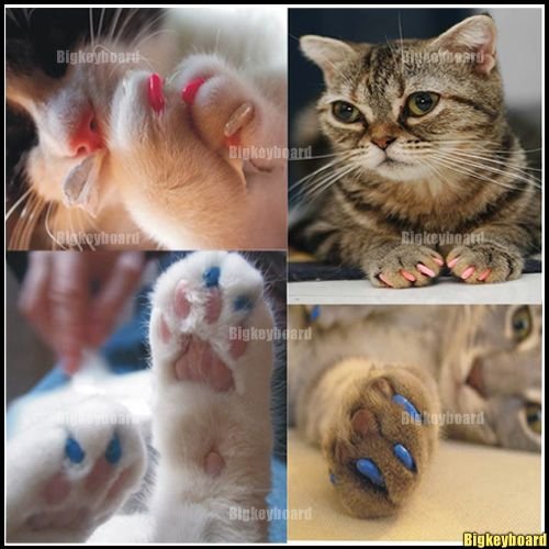 Накладки на когти для кошек: описание и применение