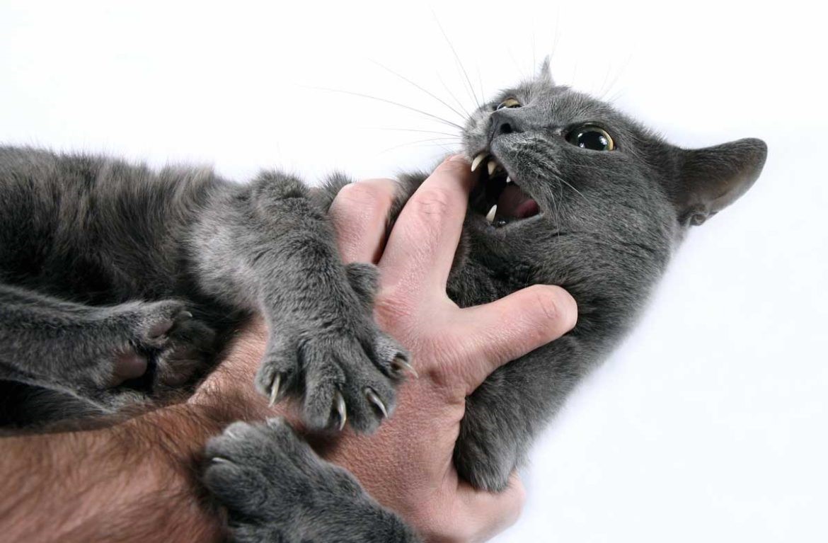 Почему домашняя кошка может проявлять агрессию