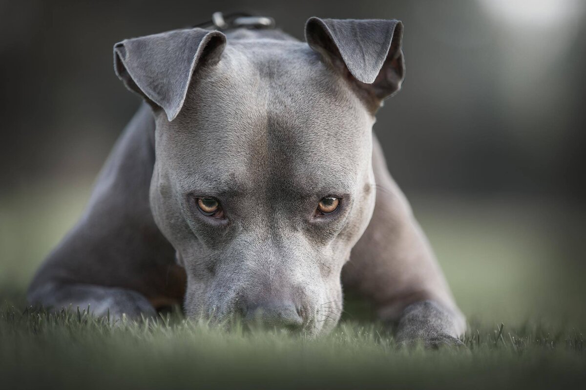 Злая собака: ТОП-10 самых злобных пород в мире