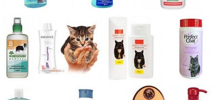 Выбираем шампунь для кошки
