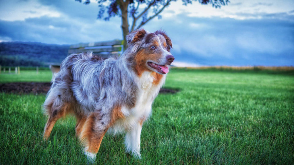 Австралийская овчарка аусси: описание породы собак