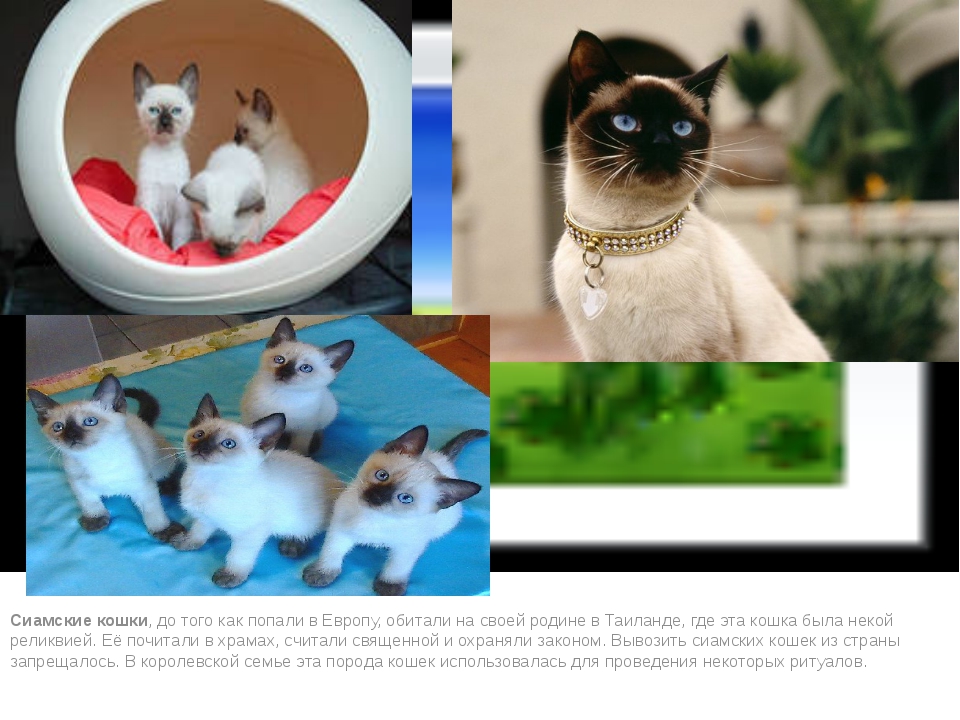 Сиамские кошки: особенности внешности и характера, питание, уход и разведение