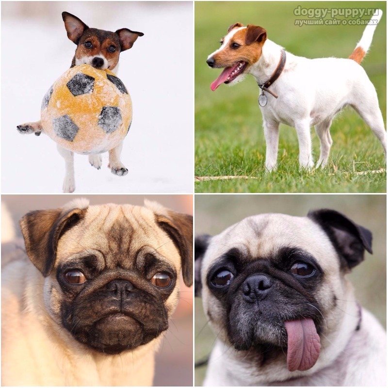 Смешные породы собак: самые прикольные в мире