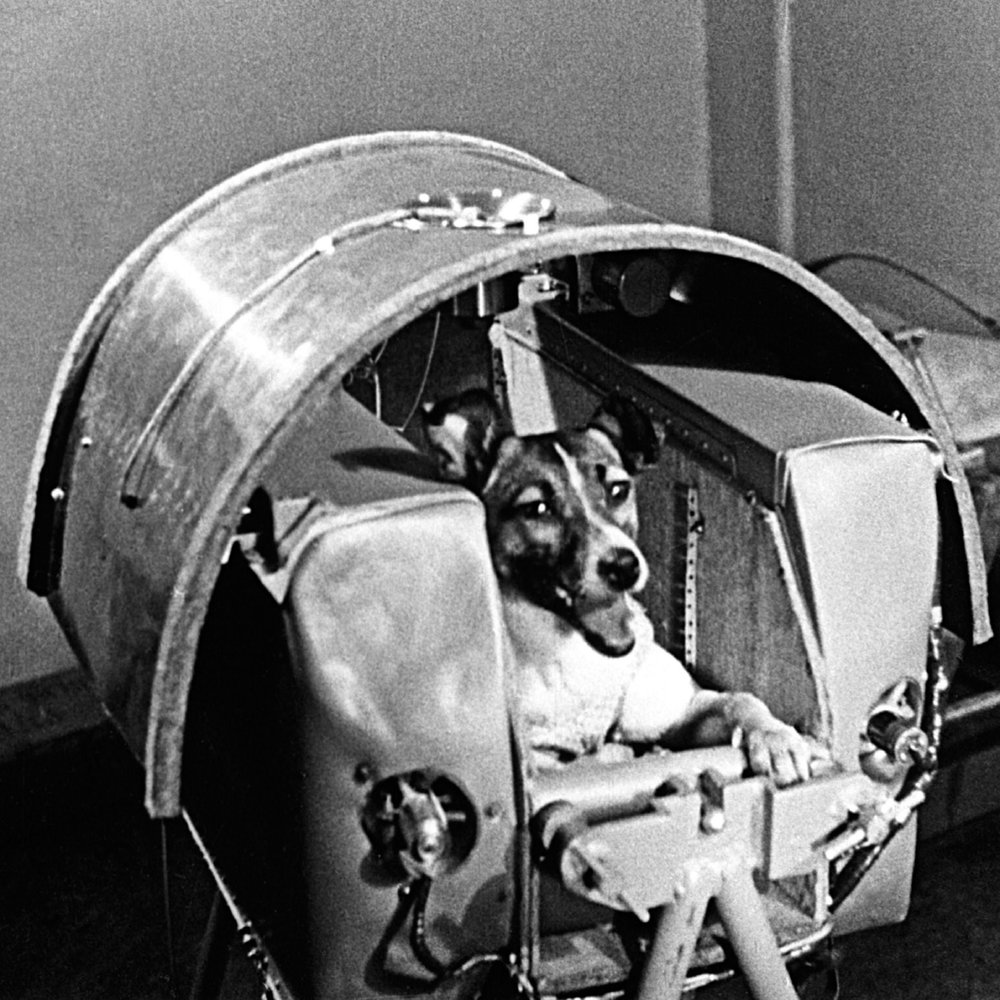 Лайка — первая собака-космонавт