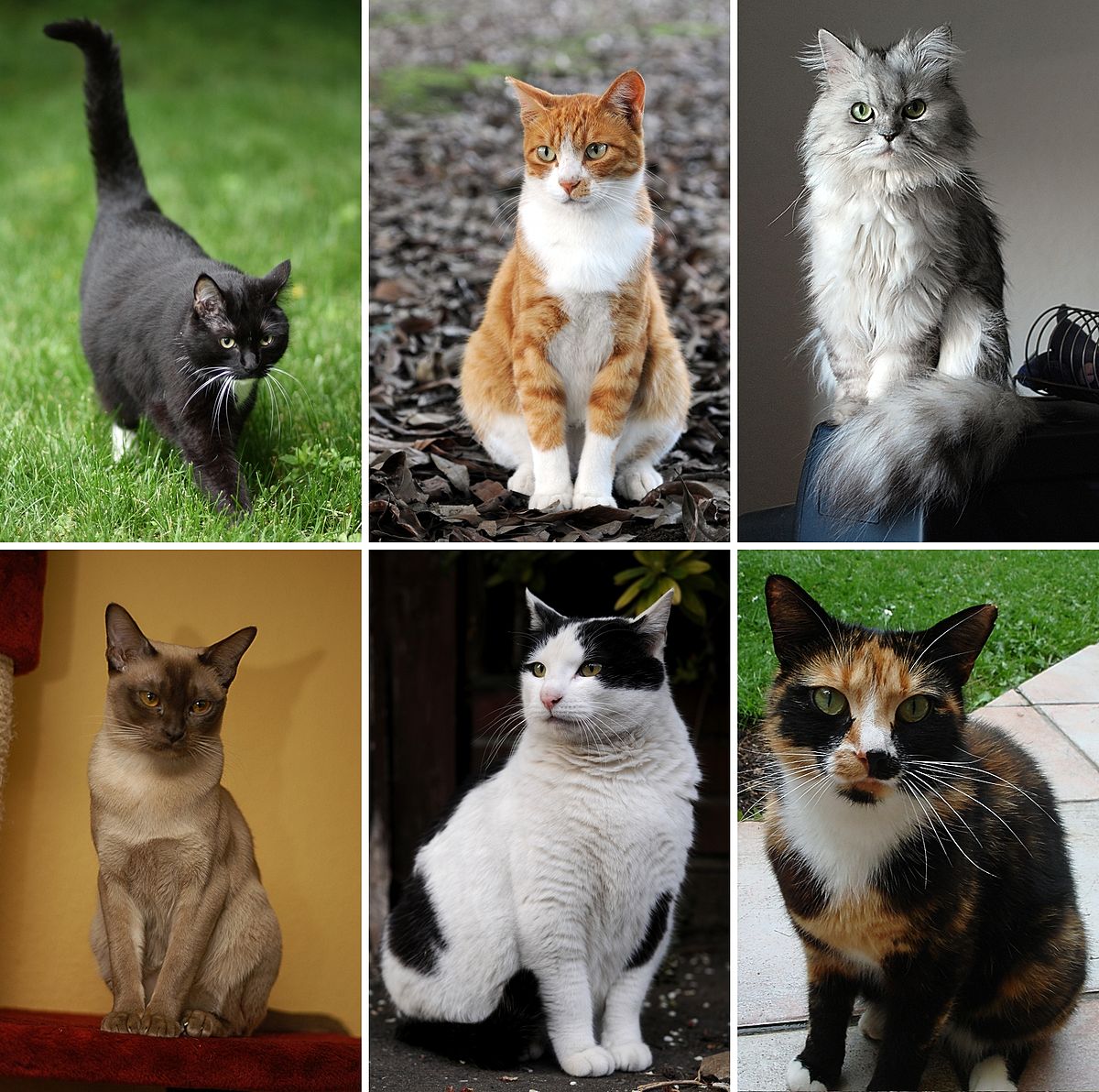 Показать породы кошек с фотографиями и названиями
