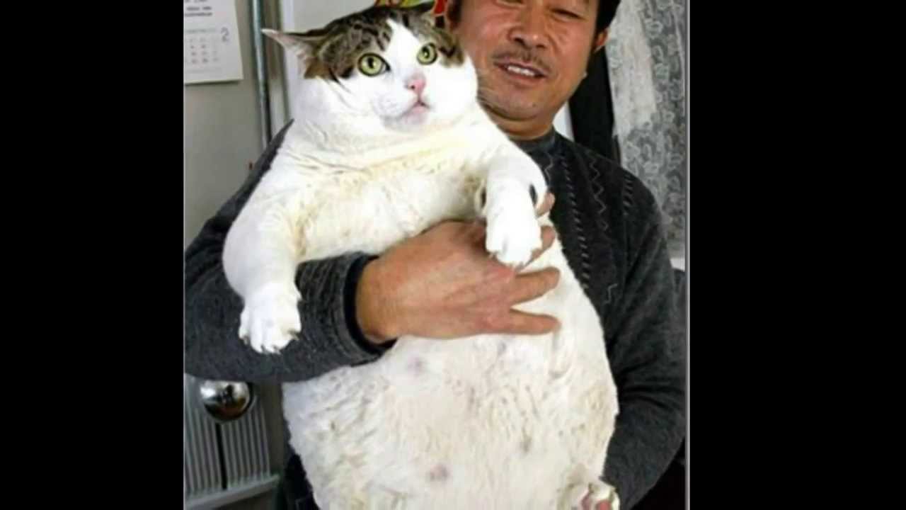 Толстый кот: сколько весят самые жирные кошки