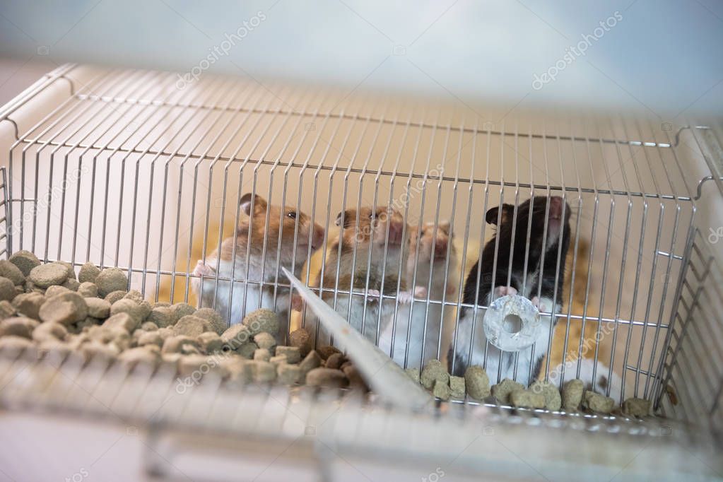 Сколько стоит домашняя крыса — цена содержания