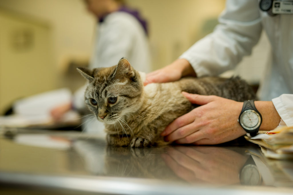 Внутреннее кровотечение у кошки: как распознать и что делать