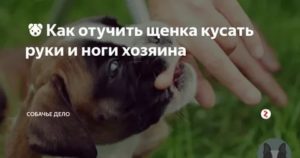 Как отучить щенка кусаться за руки и ноги хозяина