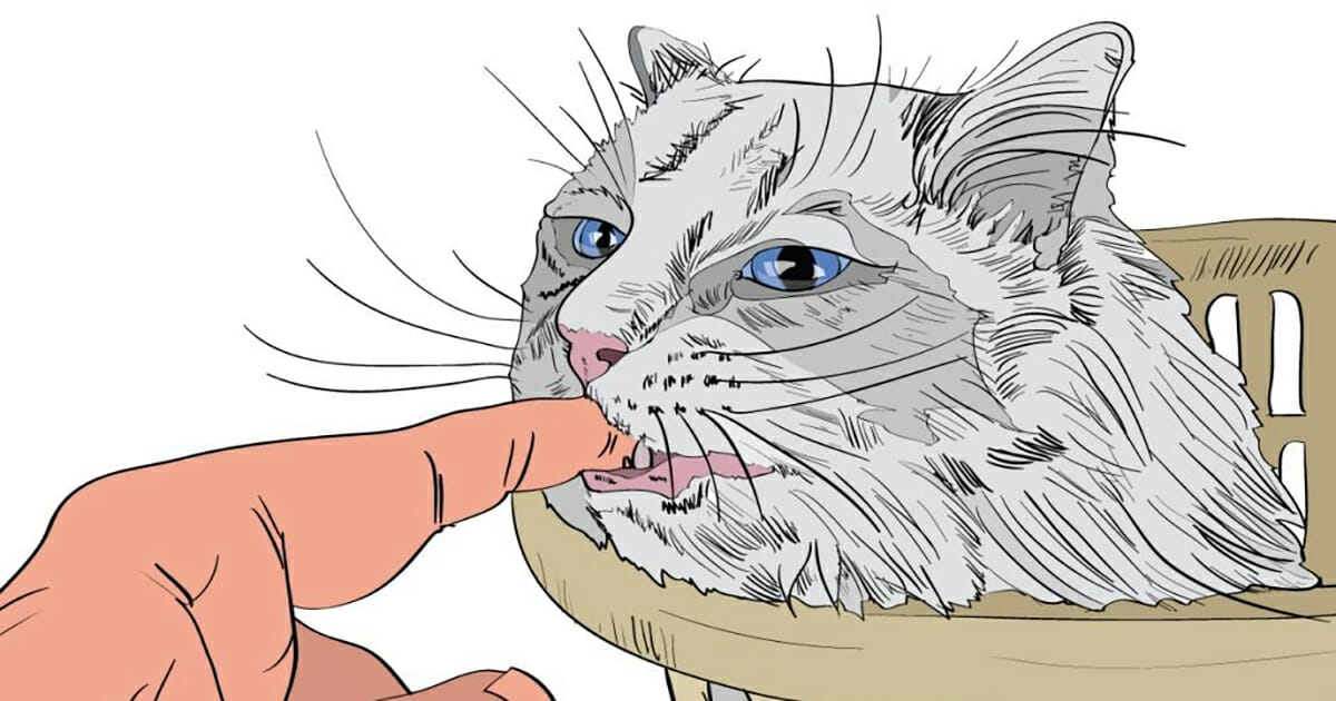 9 признаков того, что ваша кошка вами манипулирует
