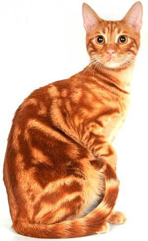 Анатолийская кошка (порода)
