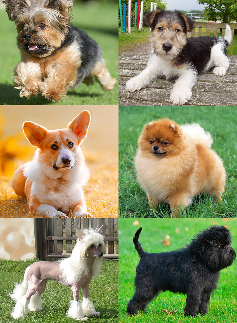 Карликовые породы собак: названия самых маленьких видов
