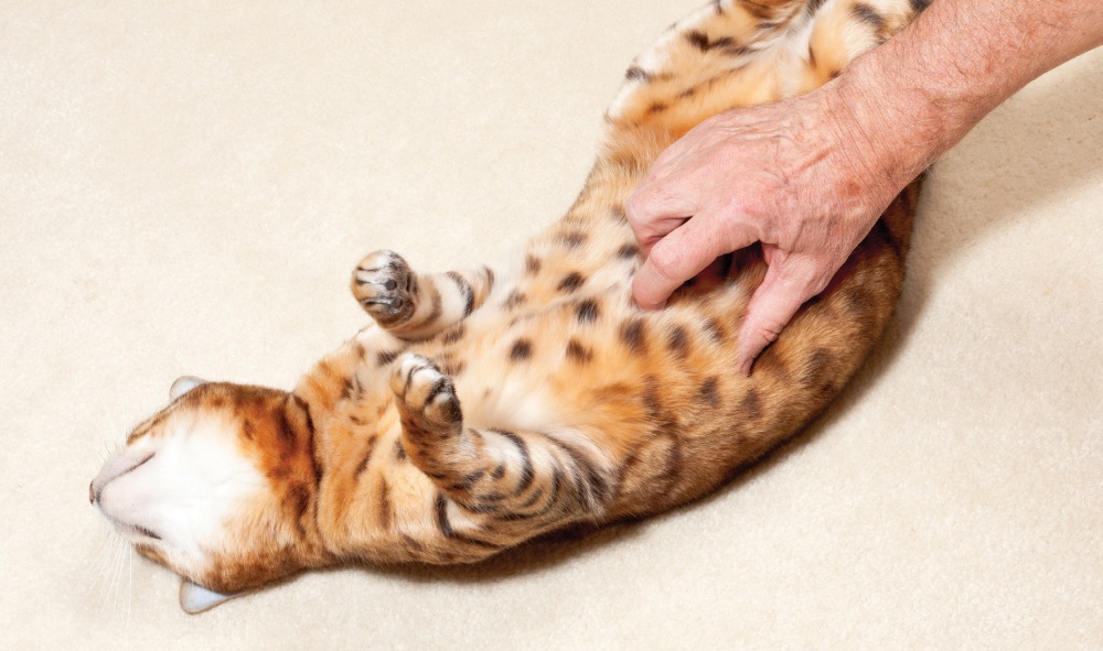 Кошка делает массаж лапками: что это значит