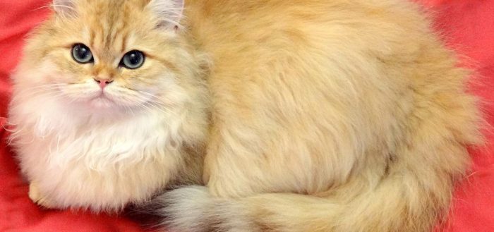 Ласковые кошки: любовь или притворство?