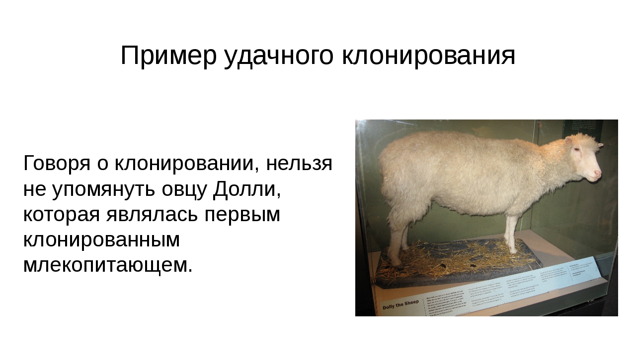 Клонирование домашних животных