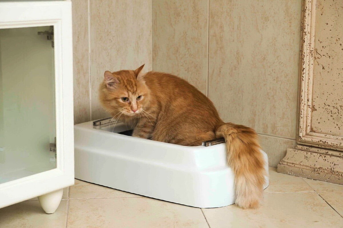 Кошка часто ходит в туалет по-маленькому по чуть-чуть