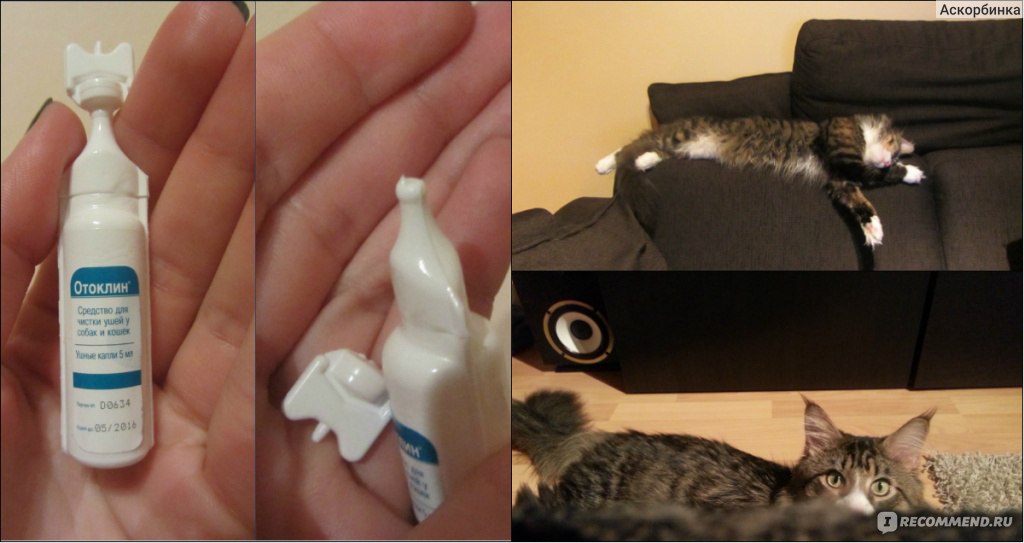 Как почистить уши коту в домашних условиях: варианты как и чем промыть