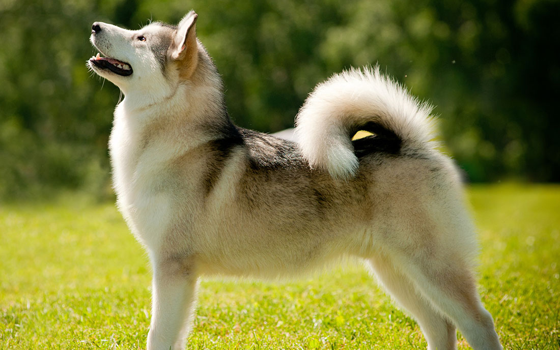 Лайка (собака): виды, как выглядит, описание породы