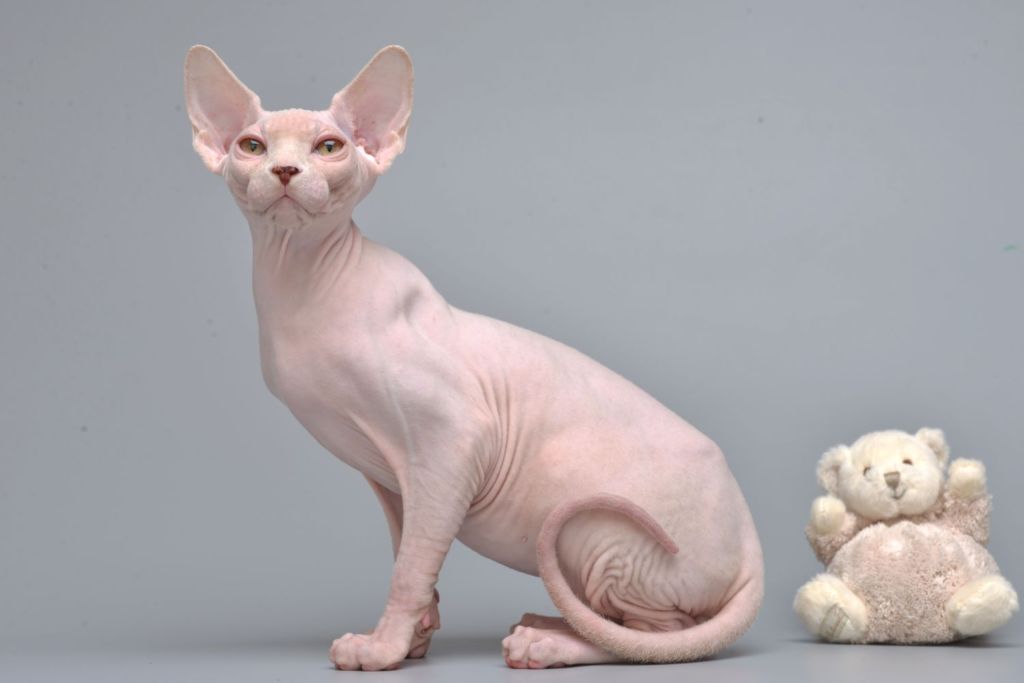 Кошка сфинкс: порода в стиле «ню»