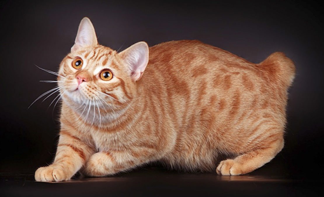 Кошки и коты без хвоста: что за порода
