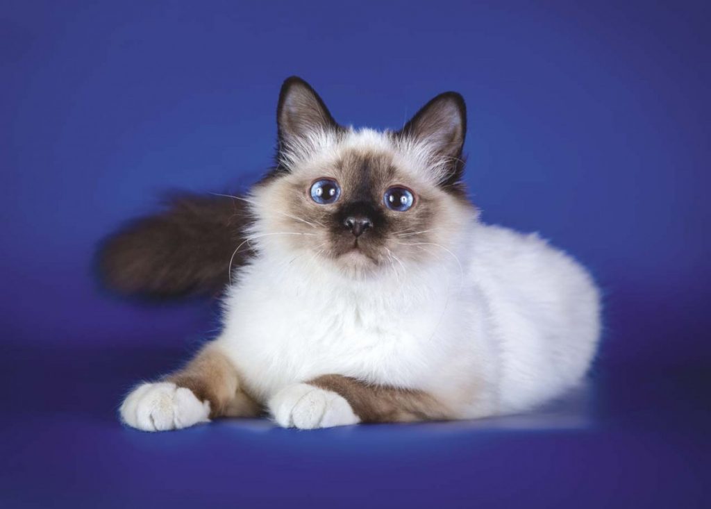 Священная кошка бирма — тайны пушистого совершенства