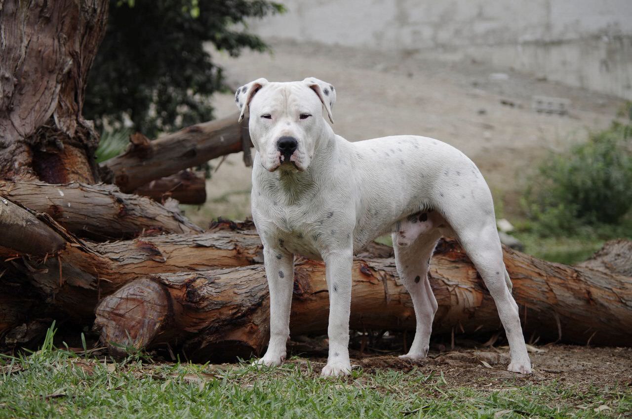 Аргентинский дог (мастиф) — порода собак