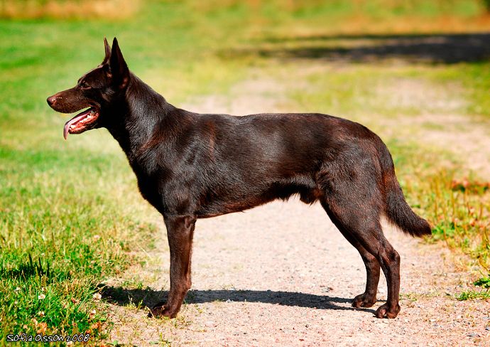 Австралийский келпи (порода собак): описание