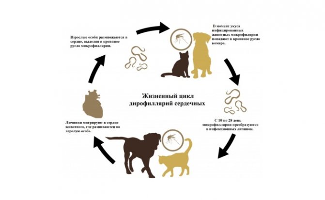 Иммунодефицит у кошек: вирус, ВИК, СПИД, что это такое