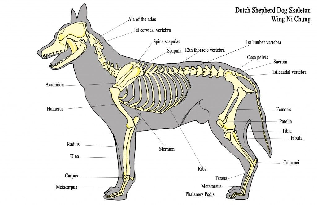 Особенности строения позвоночника собаки. Строение скелета собаки анатомия. Скелет собаки с названием костей. Костный скелет собаки. Внутреннее строение собаки скелет.