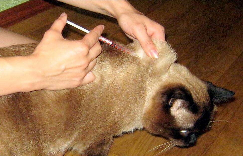 Инъекция кошке в домашних условиях: как делать подкожные, внутримышечные и внутривенные уколы