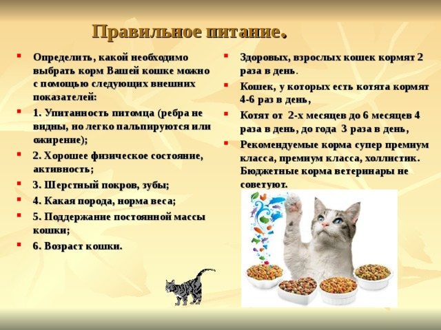 Почему кошка блюет после сухого корма