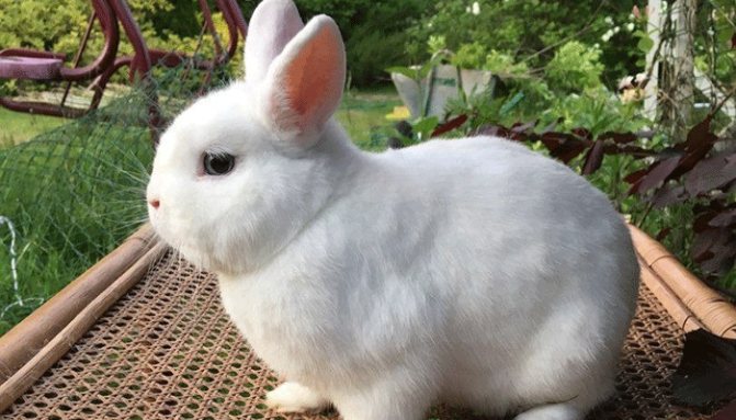 Декоративные породы кроликов: рейтинг самых интересных