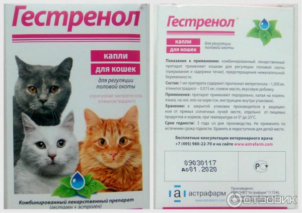 Препарат Гестренол: эффективная регуляция половой охоты у кошек