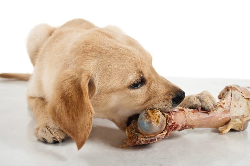 Можно ли давать собаке куриные кости и почему нельзя