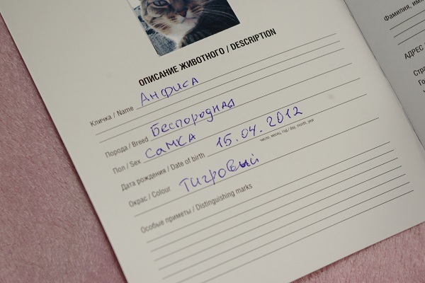 Ветеринарный паспорт для кошки — как получить и заполнить правильно