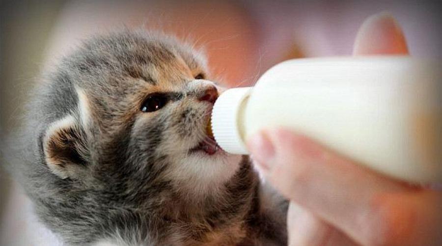Смесь для котят: как развести в бутылочке детский порошок