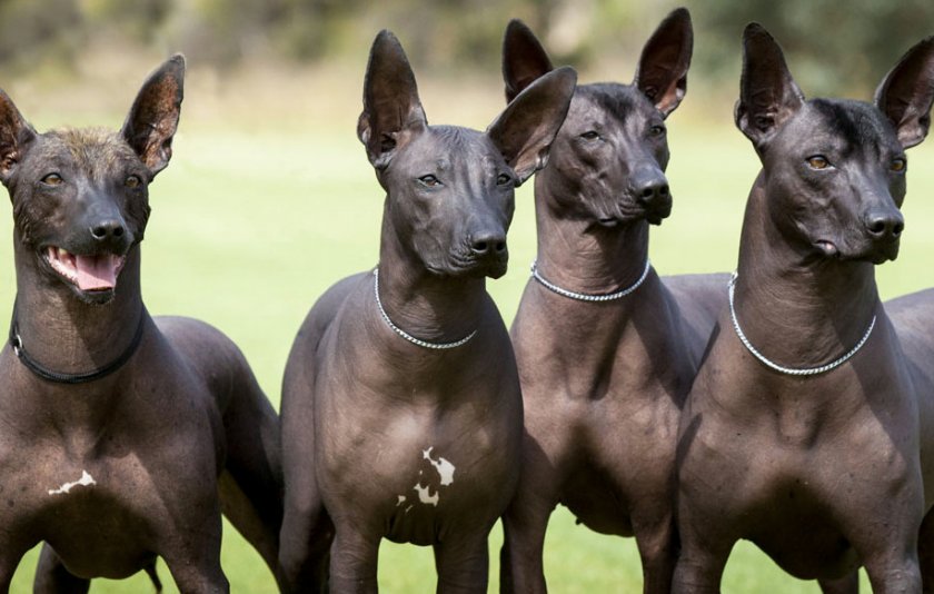 Голые собаки: обзор пород и особенности ухода