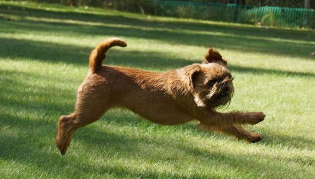 Гриффон (собака): брюссельская гладкошерстная порода