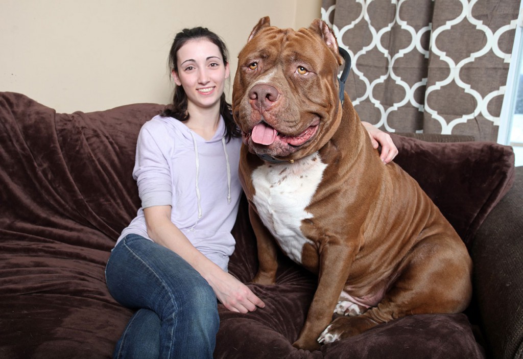 Питбуль Халк: самый большой в мире пес