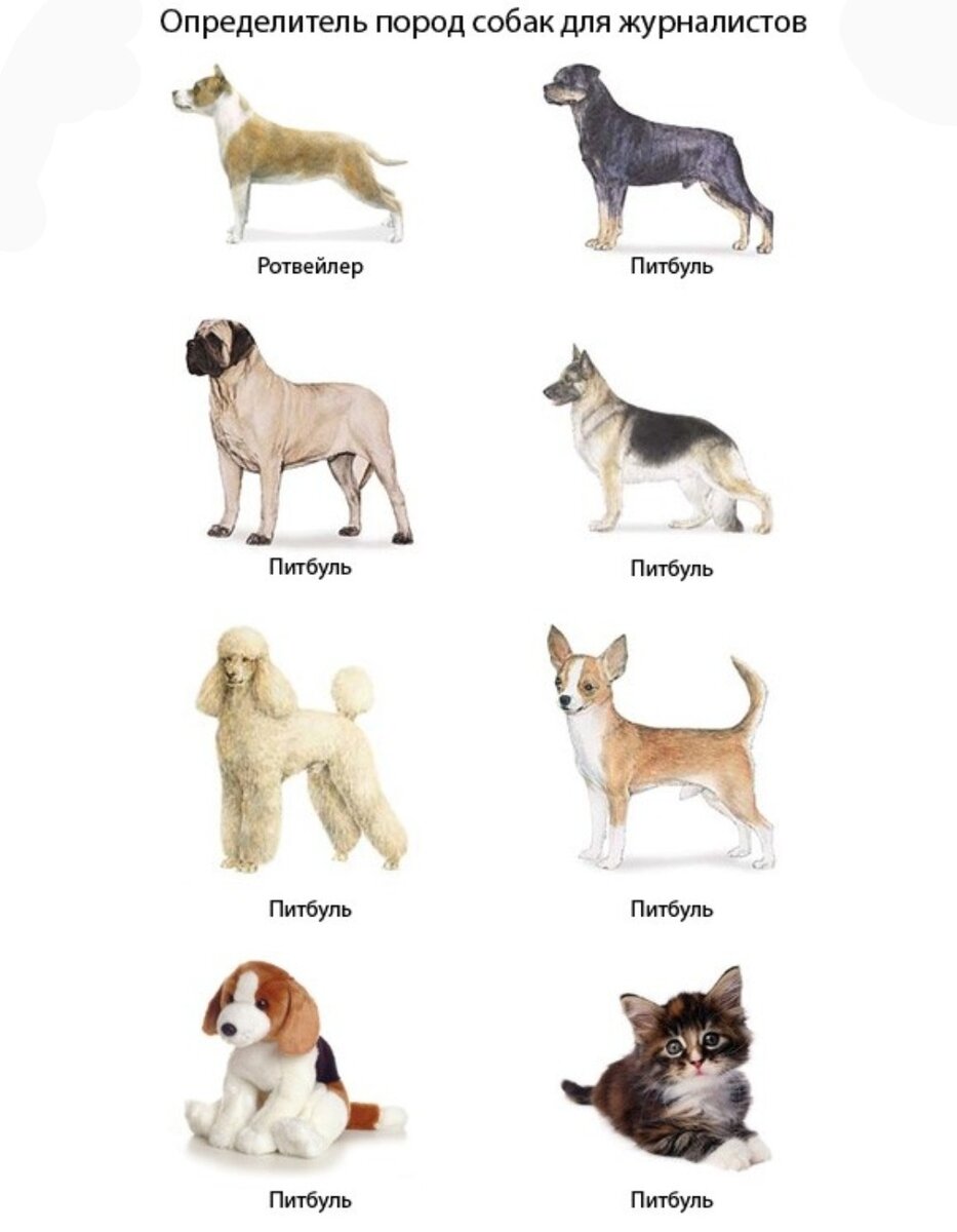 Все породы собак