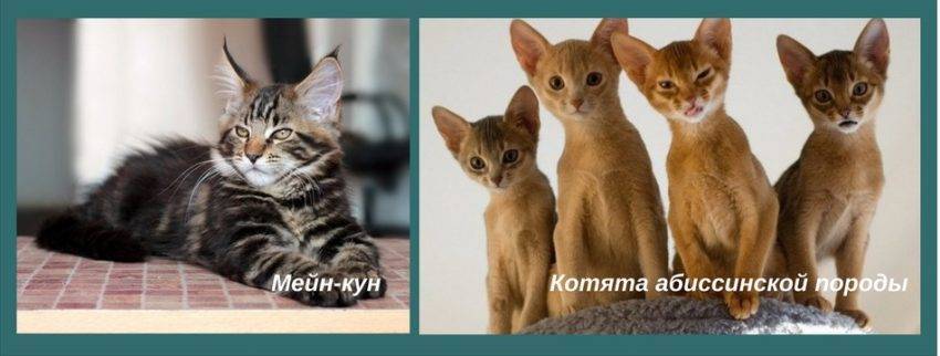 Какую породу кошек лучше выбрать для квартиры