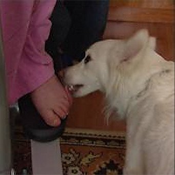 Почему собака лижет ноги хозяину и что это значит