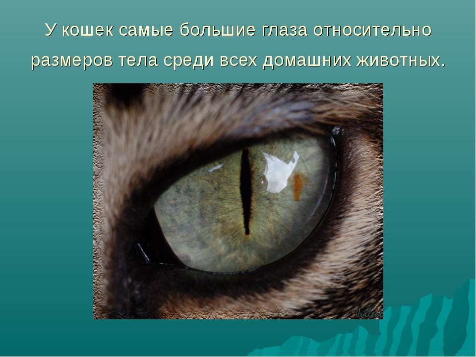 Различают ли кошки цвета и как видят окружающий мир