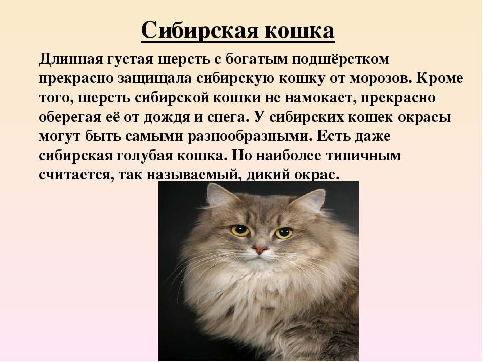 Сибирская кошка: характеристика и описание породы